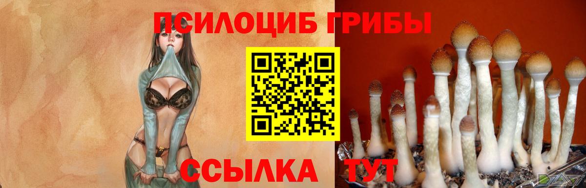 Гурьевск  Псилоцибиновые грибы прущие грибы  Вход с VPN 